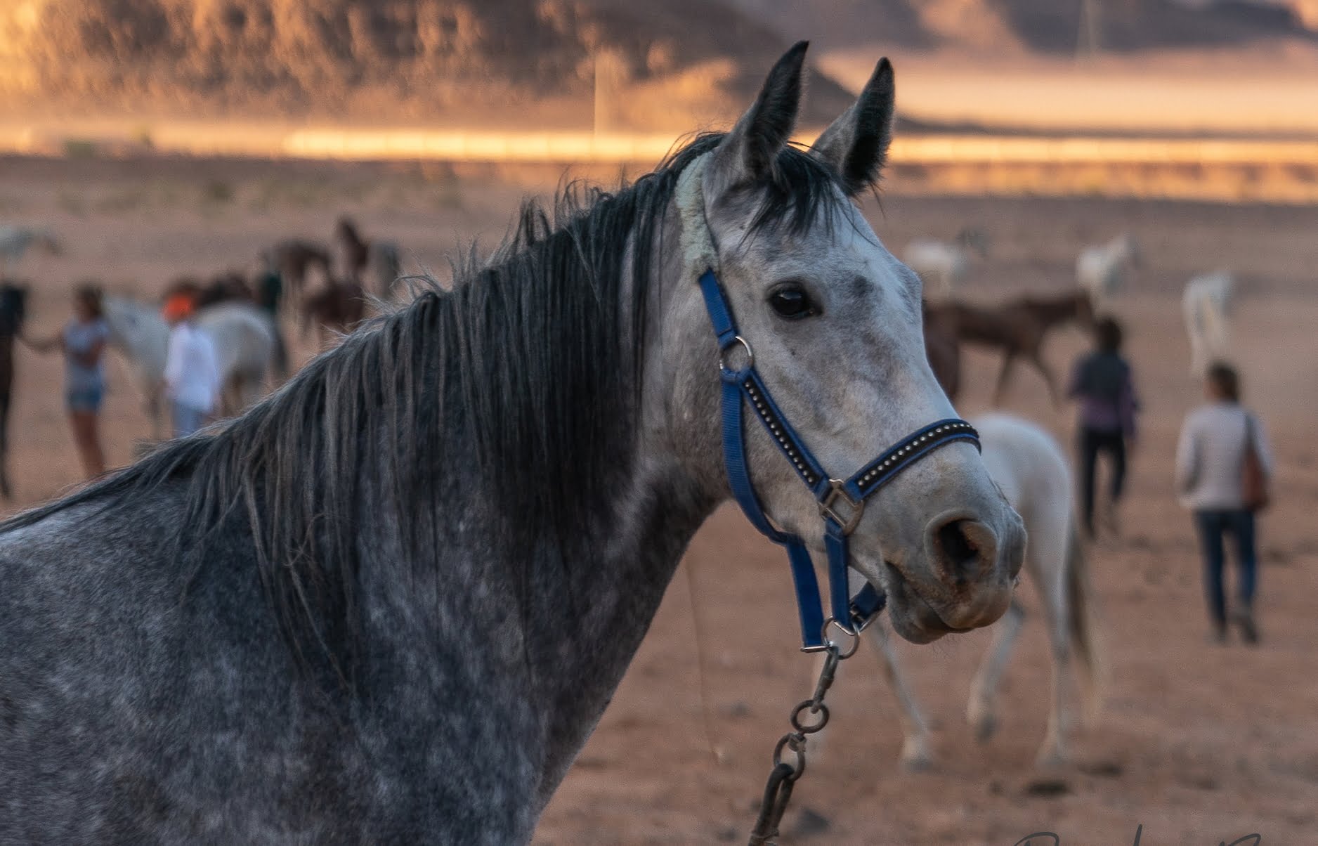 cheval Jordanie tourisme Gallops