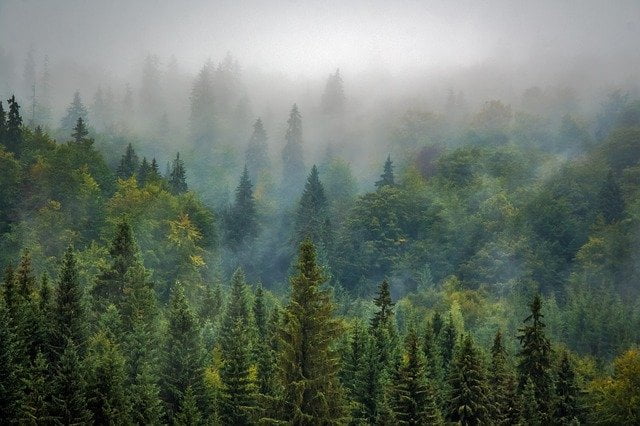 trees gd1c9798f7 640