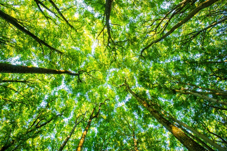 nature