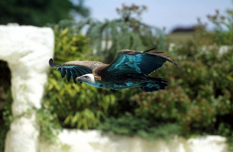 zoo de beauval 