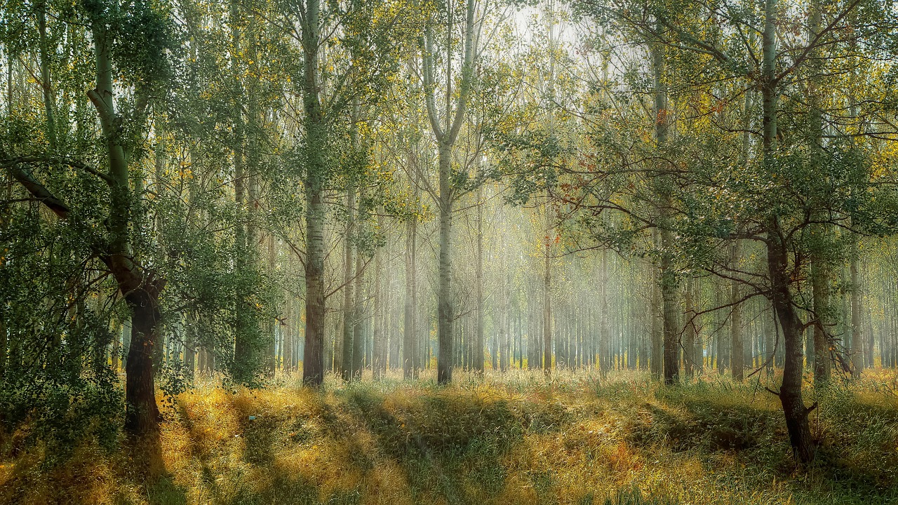 forest g4a95a96a7 1280