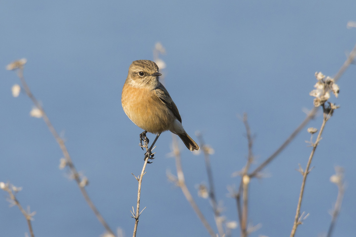 Comment les pratiques agricoles intensives éliminent les oiseaux