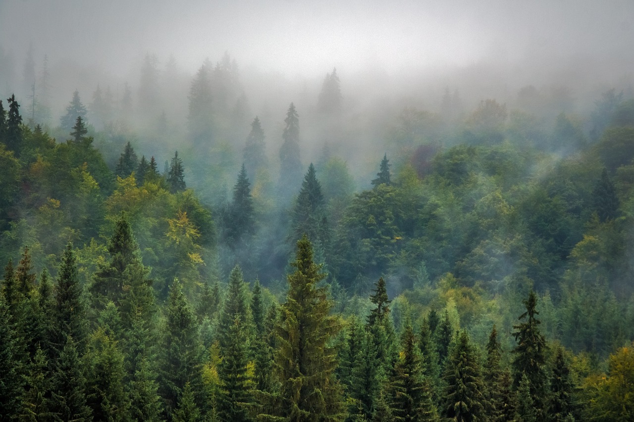 trees 975091 1280