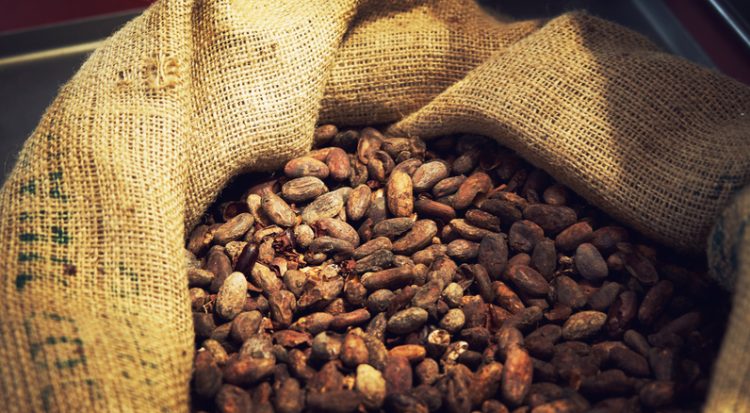 cacao