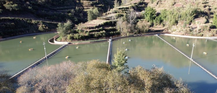 casparian caviar photo ferme 2