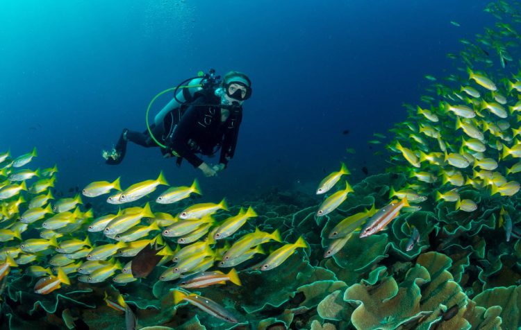 alexandra cousteau underwater e1749140302566